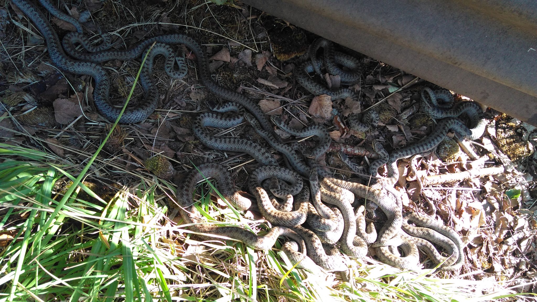 Natuurgebied Vossenberg Limburgs Landschap