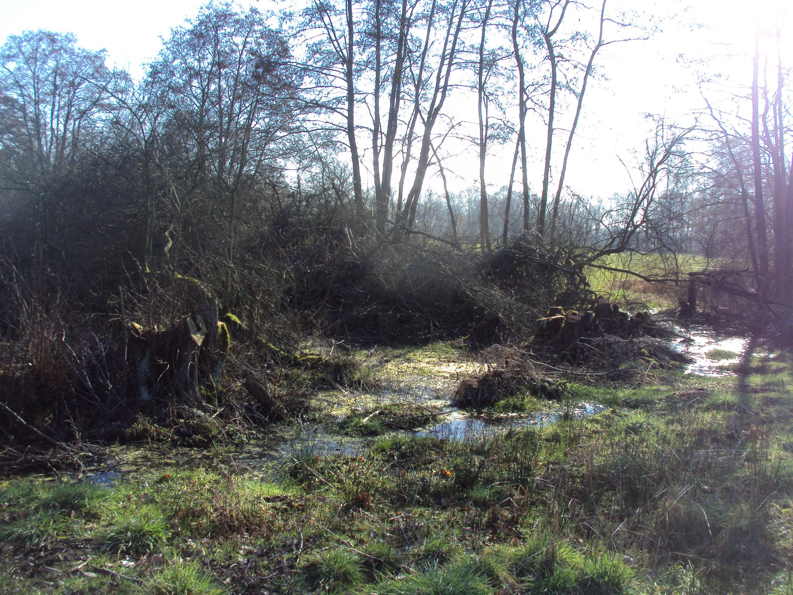 Natuurgebied Veldhoven Limburgs Landschap