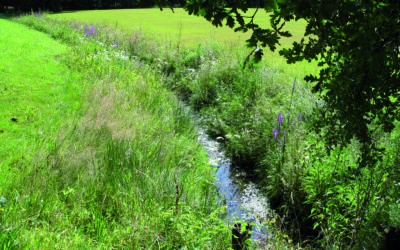 Weer wat meer natuur beschermd in de Itterbeekvallei