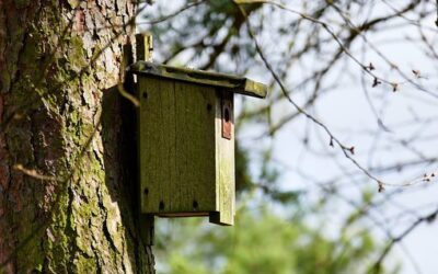 Investeer in vastgoed, bouw een nestkast!