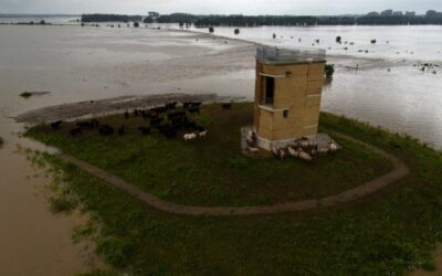 Alle paarden en runderen in de natuurgebieden van Limburgs Landschap vzw rond de Maas nog ok