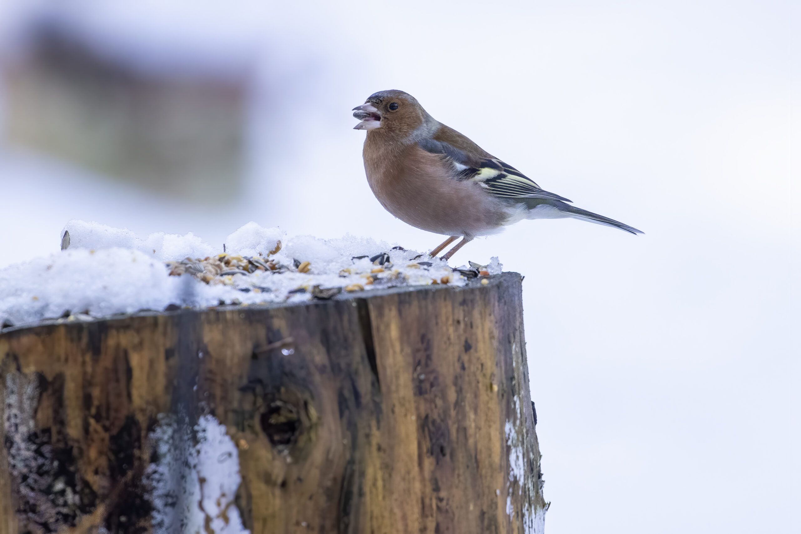Help vogels de winter door
