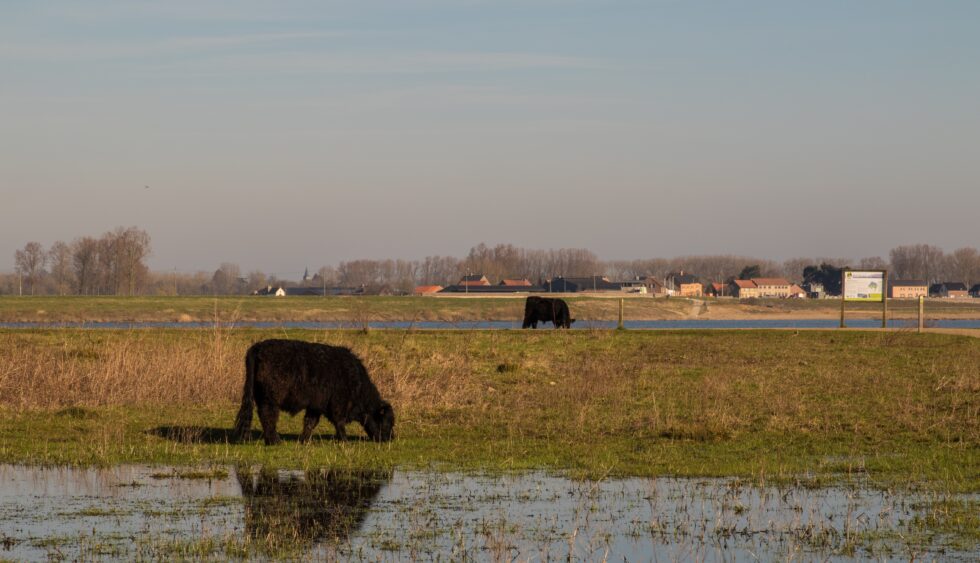 Natuur Cultuurwandeling Dilsen Stokkem Limburgs Landschap