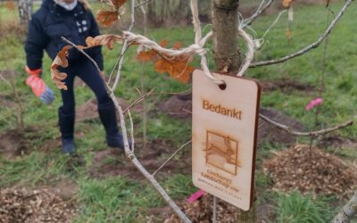 393 bomen planten in den Tösch (Maaseik)
