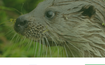 Internationaal project “Otter over de grens” wil de otter alle kansen geven