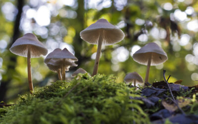 Vacature: Diensthoofd Financiën