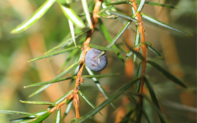 Bosbeheer met een missie: Limburgs Landschap vzw herstelt zeldzame natuur in Zutendaal en Genk