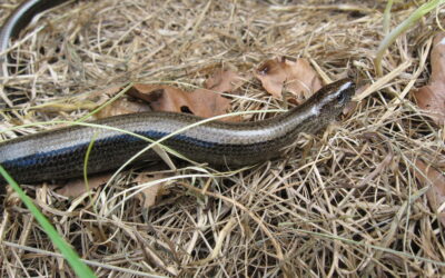 Limburgs Landschap start beheerwerken voor herstel van droge heide in natuurgebied De Groene Delle (Hasselt / Lummen)