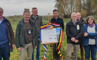 Grote grazers steken steeds vaker de Maas over, kuddebeheerders werken aan een oplossing op maat