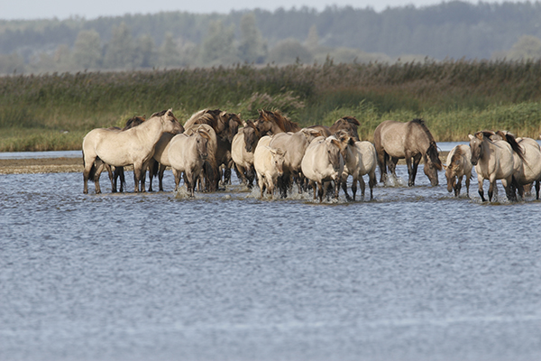 W111 Bergerven Paarden