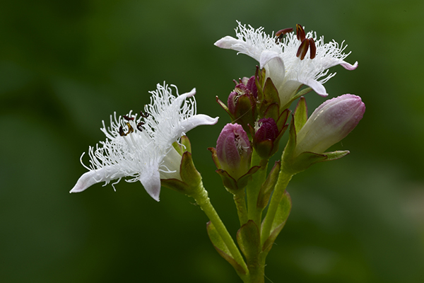 W290 Jan leijskens_waterdrieblad_bloem