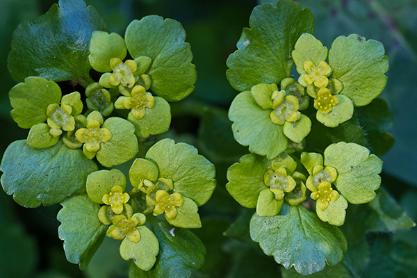 Verspreidbladig goudveil - Chrysosplenium alternifolium