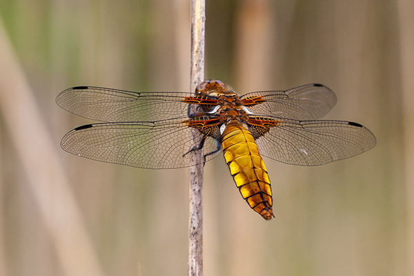 W330 Willy Lemmens_Houthalen Laambroeken_platbuik♀