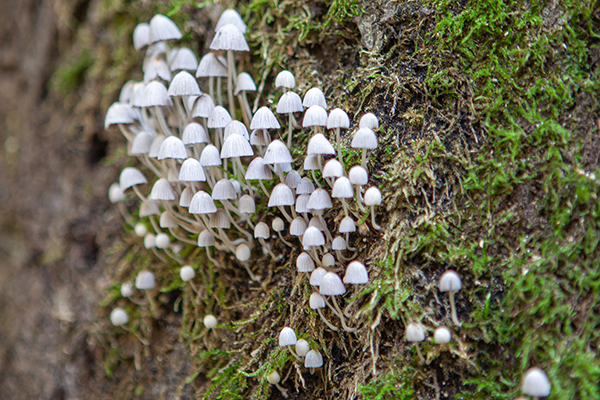 W330 Willy Lemmens_Laambroeken_Zwerminktzwam