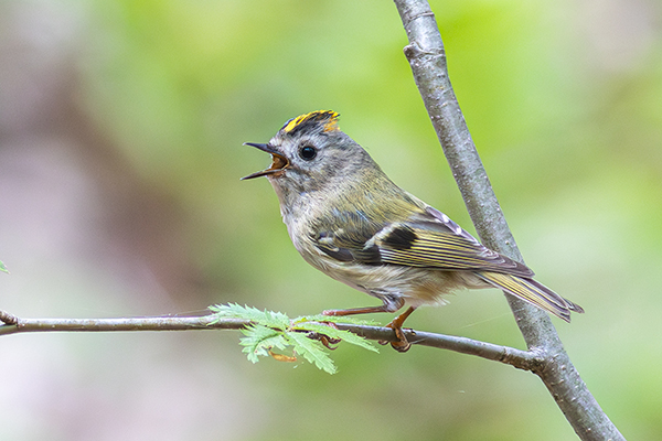W330 Willy Lemmens_goudhaan_Laambroeken