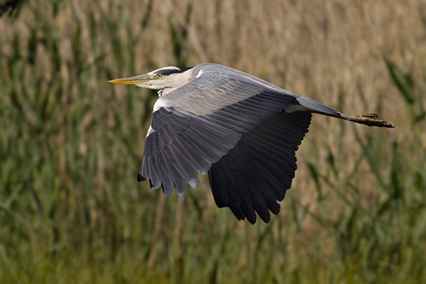 W480 Dany Tielens_Blauwe reiger_watervogel