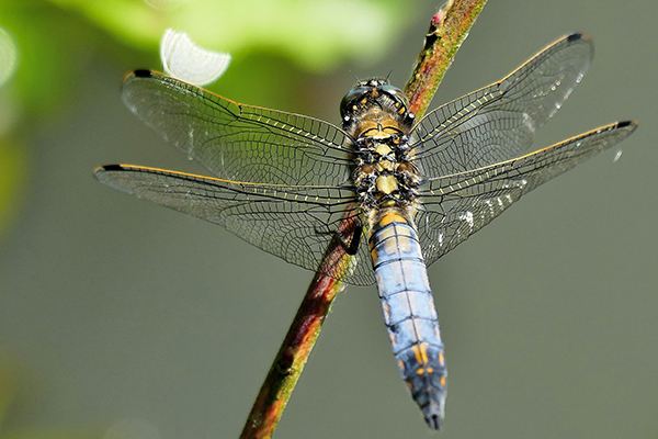 W480 Marcel Smeers_Kolveren_platbuiklibel_insect