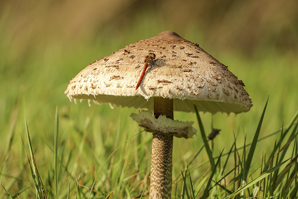 W490 Eric Stukken-Tösch Langeren- parasol paddestoel (1)