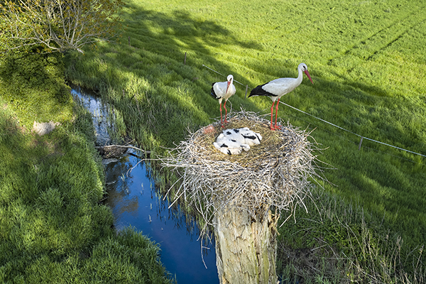 Ooievaars op nest in Langeren.