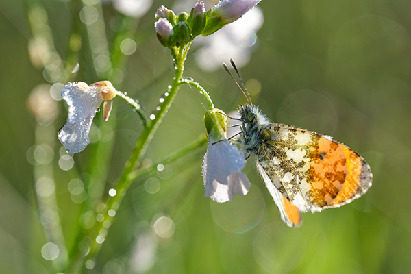 Oranjetipje op pinksterbloem.