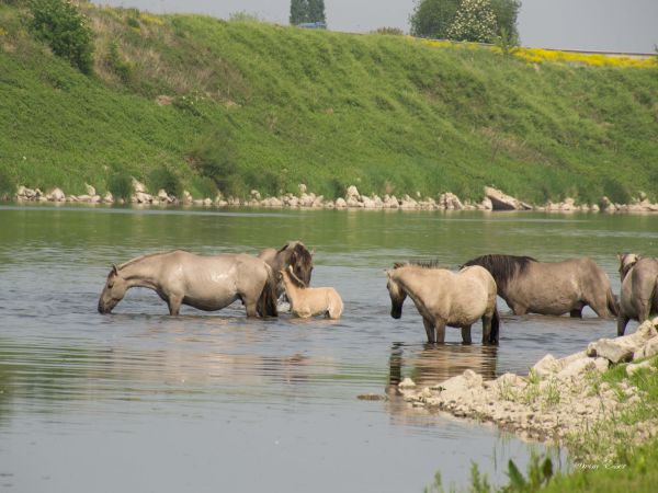 Begrazing zonder Grenzen