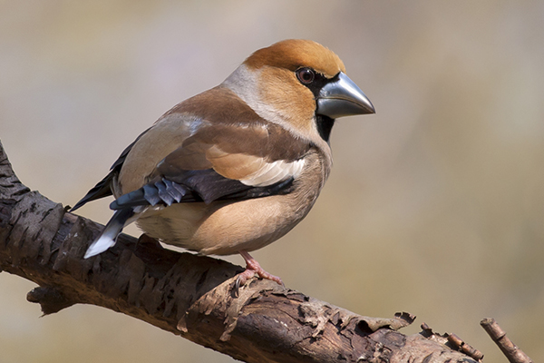 W420 Dany Tielens_appelvink_zangvogel