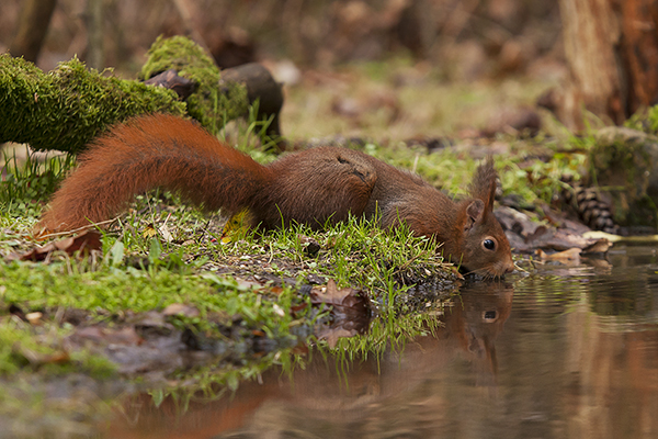 W420 Dany Tielens_rode eekhoorn (7)