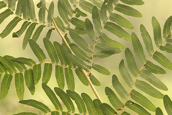 W420 Guido_Franssens_5248_koningsvaren