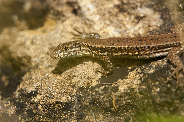 W440 Dany Tielens_levendbarende hagedis_reptiel