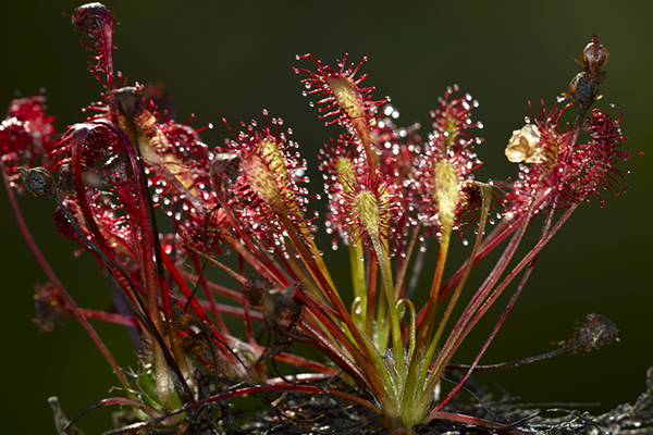 W440 Jan Leijskens_zonnedauw_plant (9)