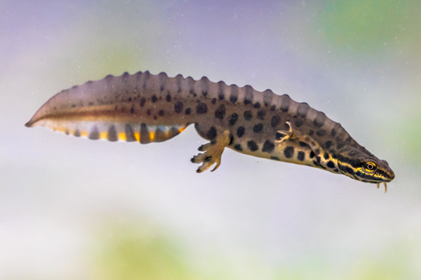 kleine watersalamander