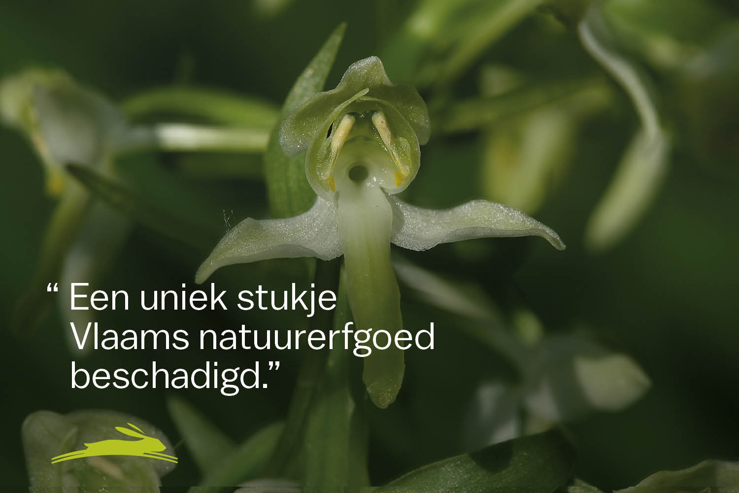 Natuurroof of vandalisme treft grootste populatie bergnachtorchissen van Vlaanderen