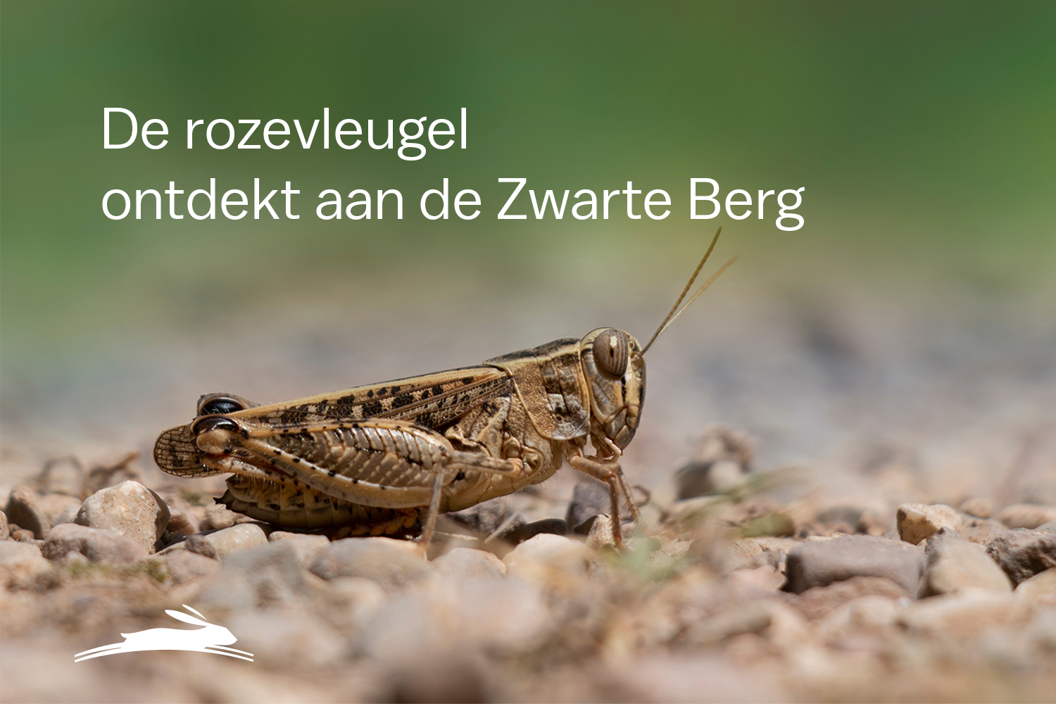 Bijzondere waarneming van de rozevleugel