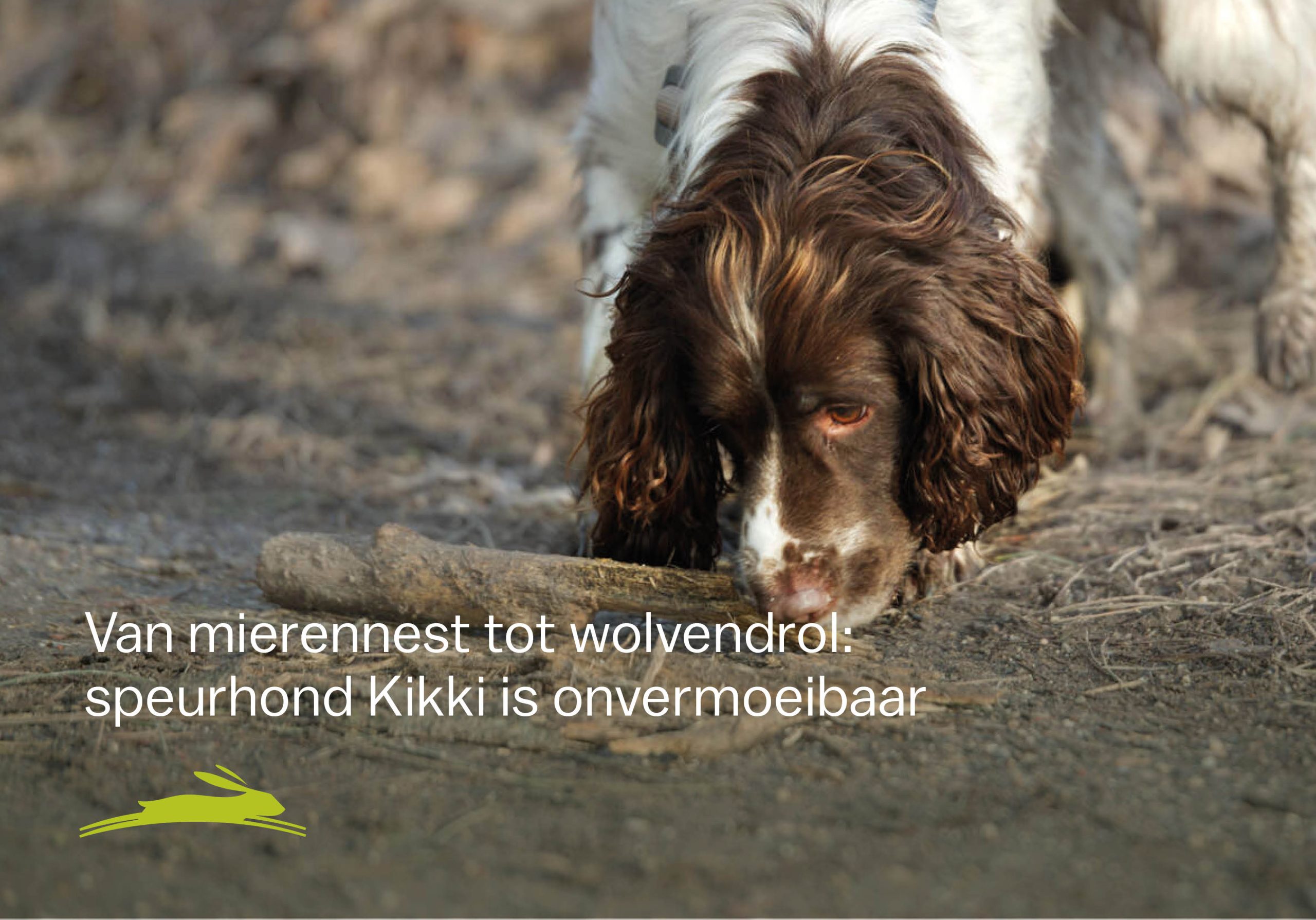 Deze speurhond zoekt geen drugs, maar wolvendrollen of hamsterkeutels